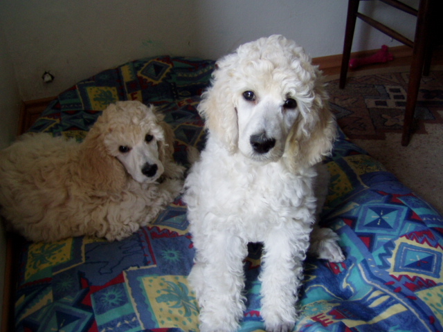 To koukáte, máme oholené čumáčky