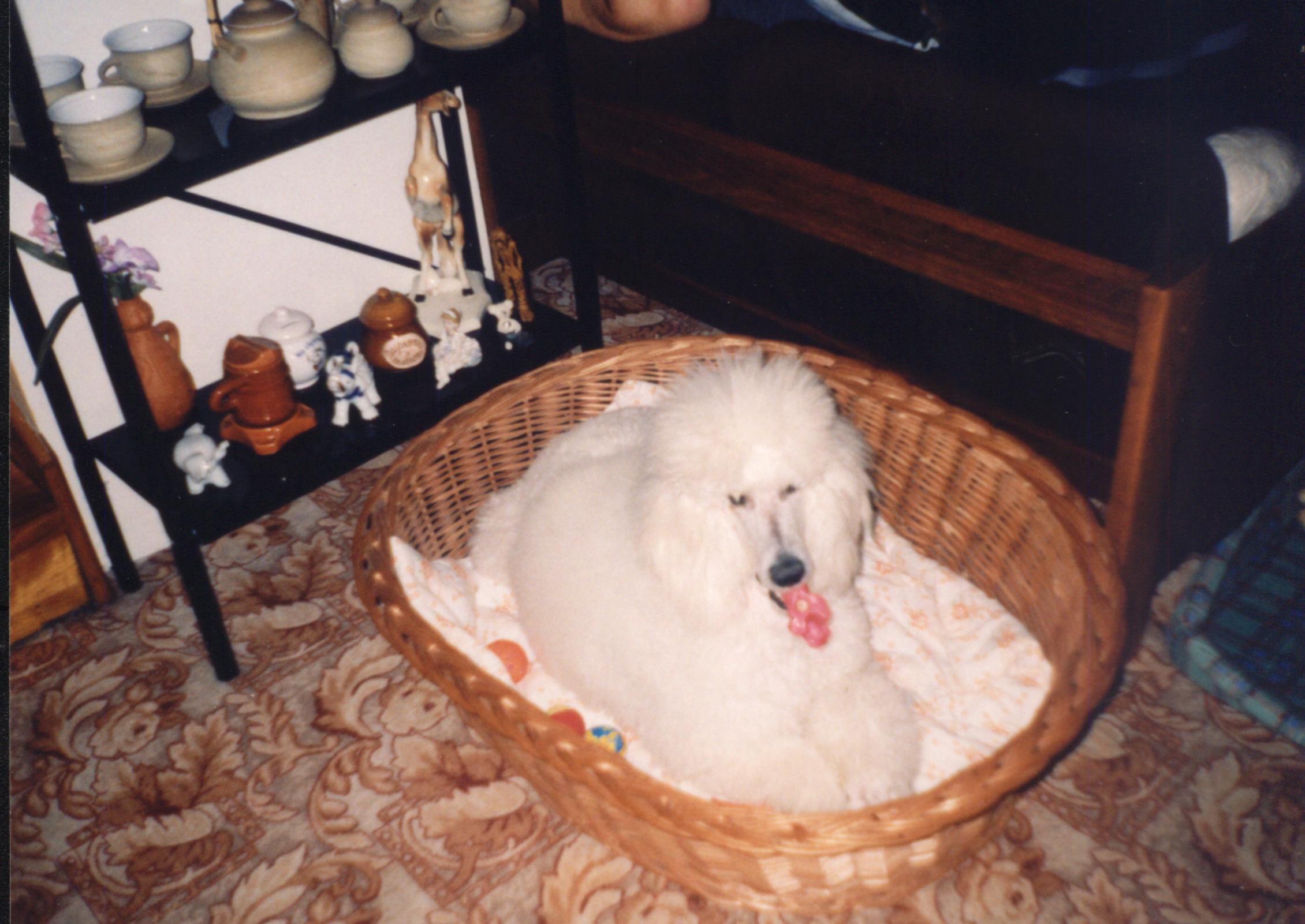 Armina IV.