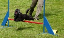 Kopie (4) - 1__kosteleck__agility_v_.jpg