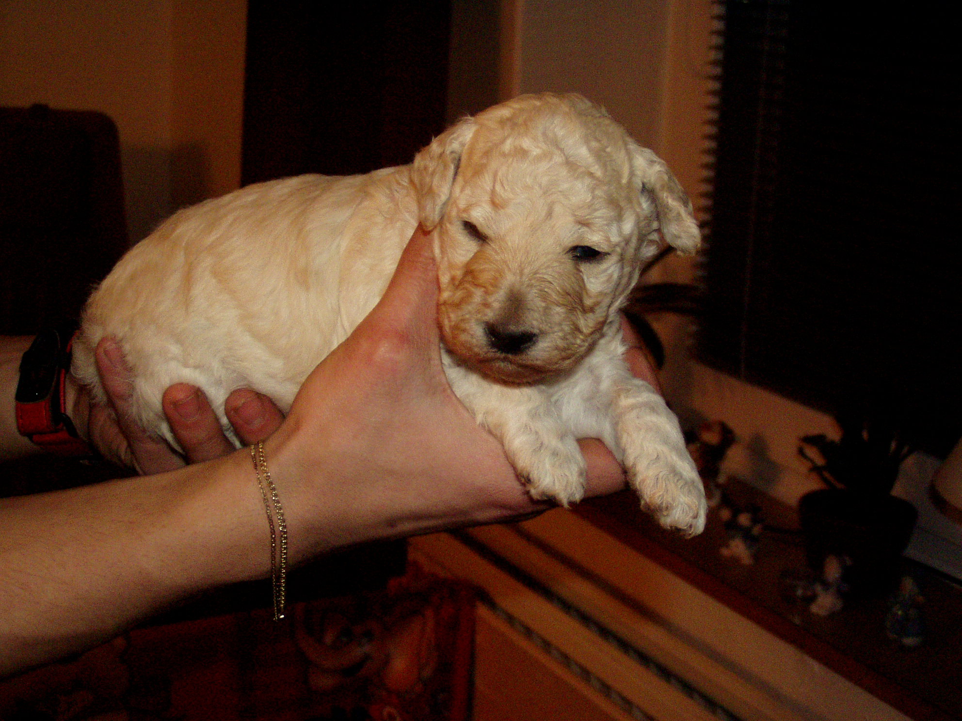 Annabell